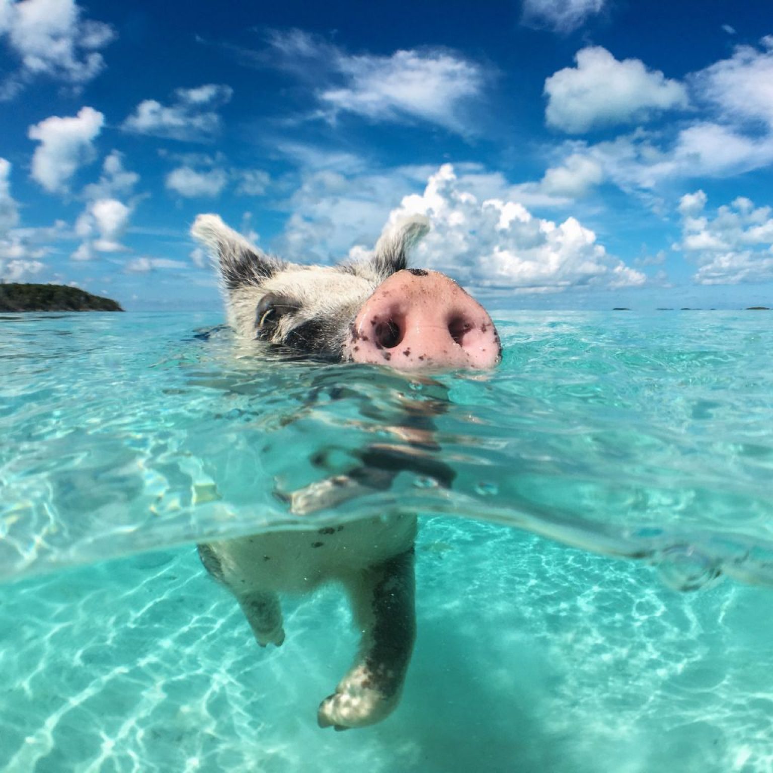 swimming pig