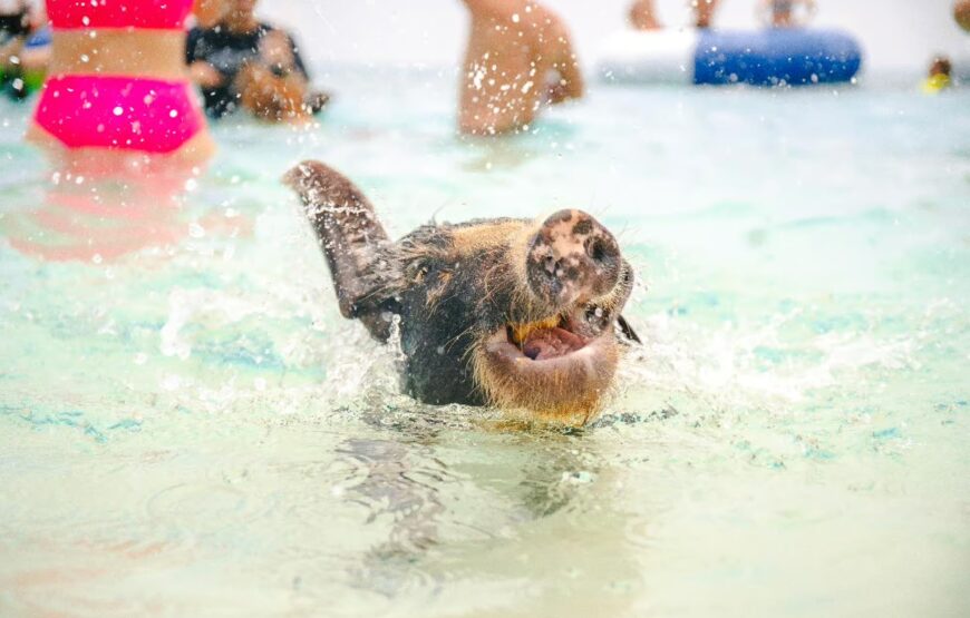 Nassau: Rose Island’s Sand Dollar Beach Resort Activity