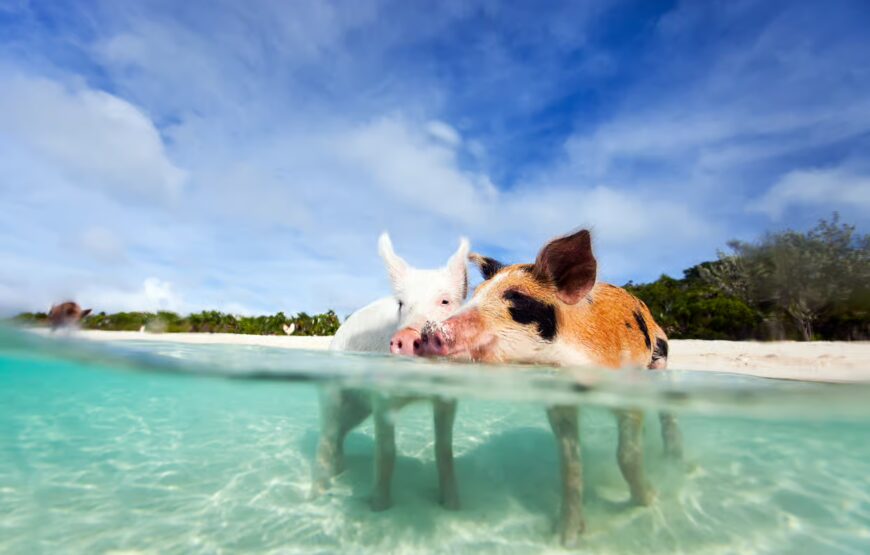 Nassau: 3 Islands Tour, Snorkel, Pig Beach, Turtles & Lunch