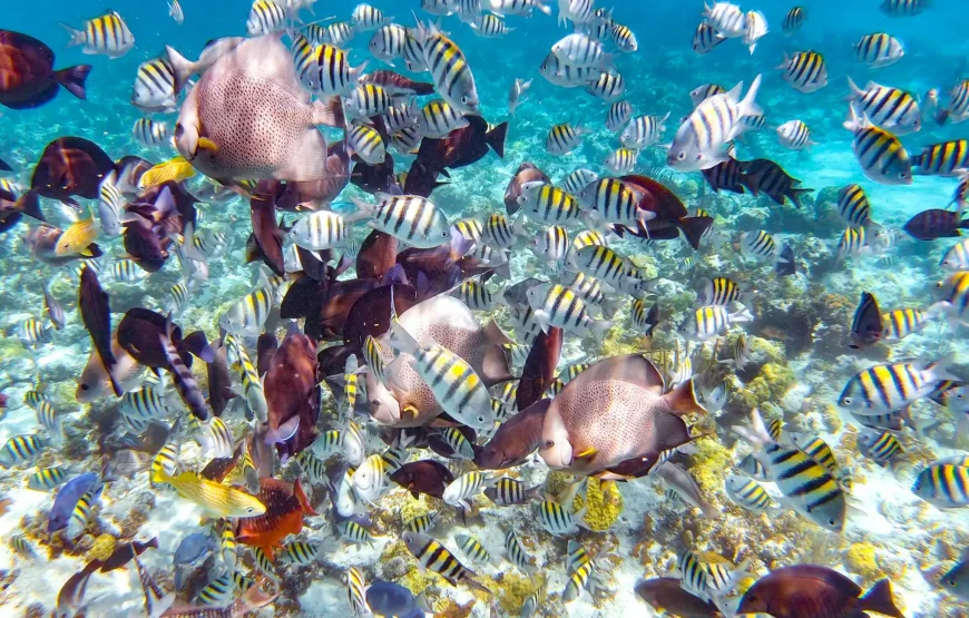 Abaco Island Beach: Full-day Snorkelling with Lunch