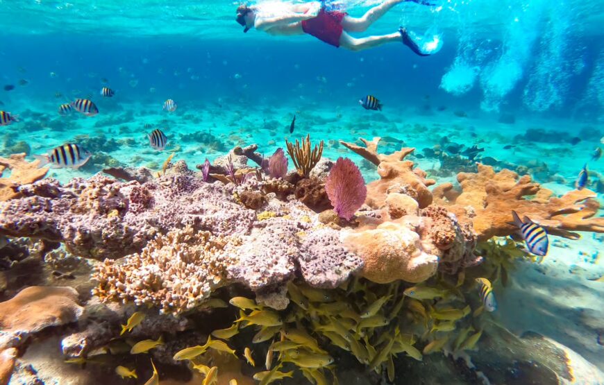 Abaco Island Beach: Full-day Snorkelling with Lunch