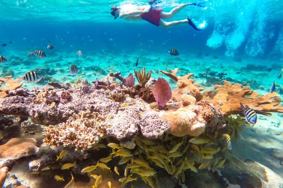 Abaco Island Beach: Full-day Snorkelling with Lunch