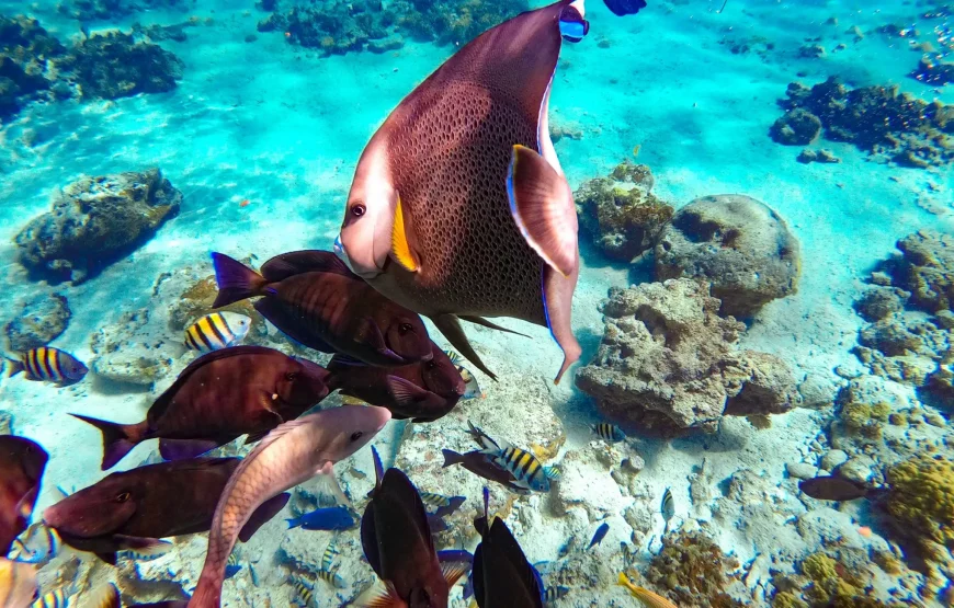 Abaco Island Beach: Full-day Snorkelling with Lunch