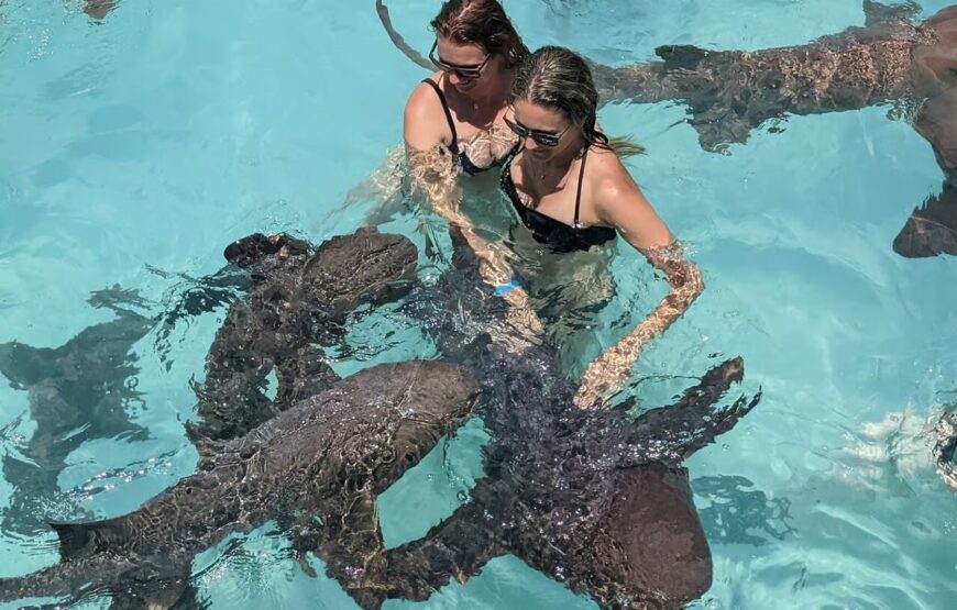 Exuma Powerboat Tour and Pig Beach with Lunch