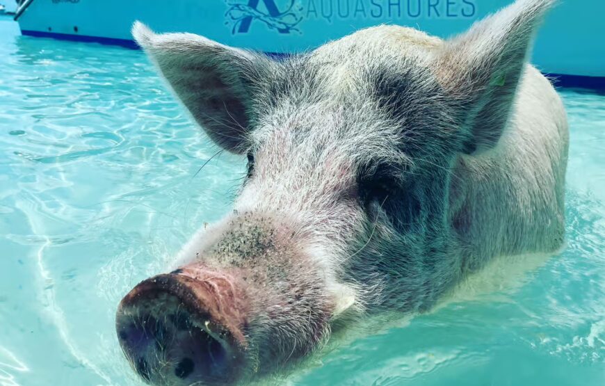 Exuma Powerboat Tour and Pig Beach with Lunch