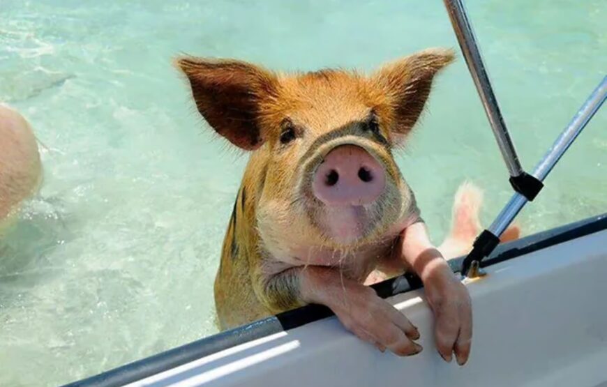 Nassau: 3 Islands Tour, Snorkel, Pig Beach, Turtles & Lunch