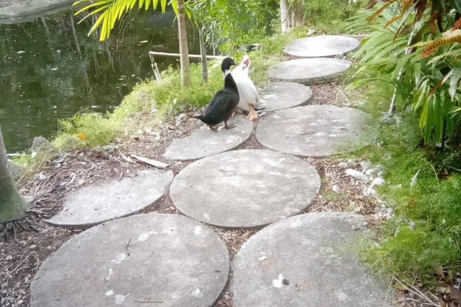 Freeport: Grand Bahama Culture, History & Local Flavors Tour