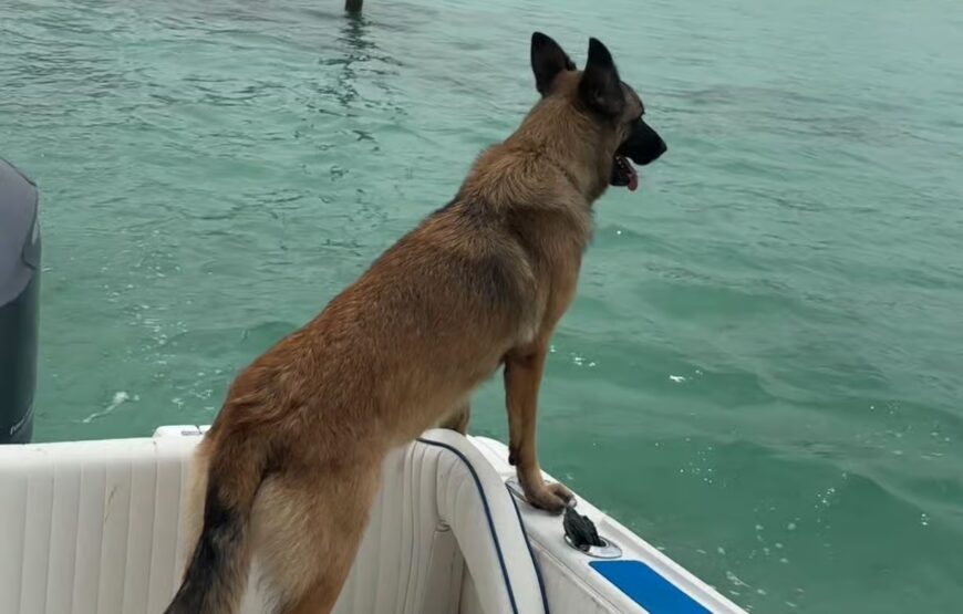 Eleuthera Adventure: Swings, Pigs, and Reefs