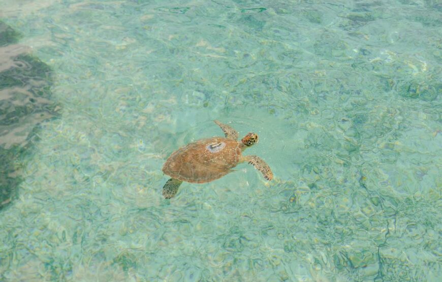 Nassau: Rose Island’s Sand Dollar Beach Resort Activity