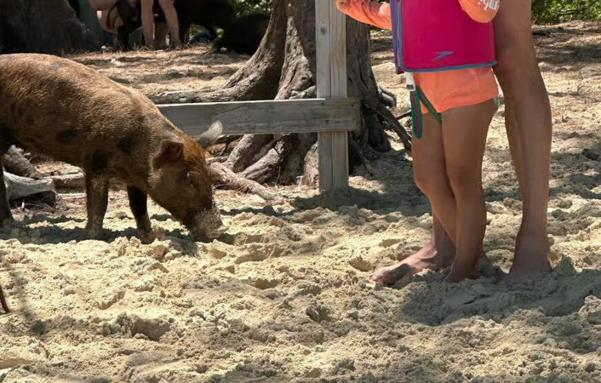 Eleuthera Adventure: Swings, Pigs, and Reefs