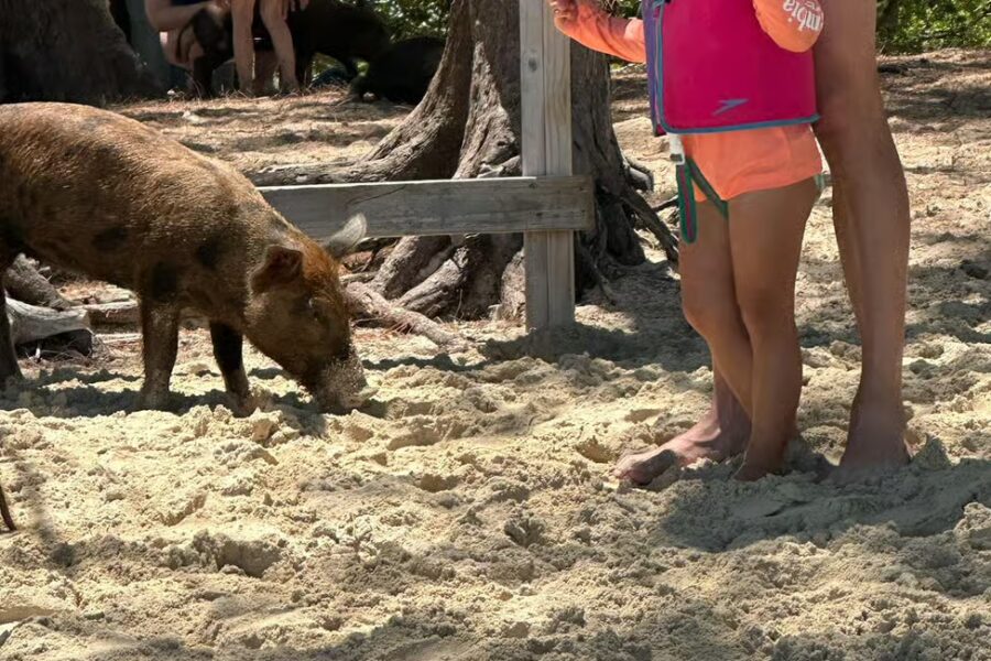 Eleuthera Adventure: Swings, Pigs, and Reefs