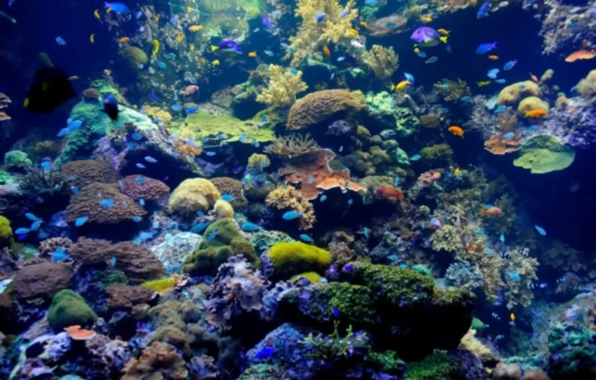 Nassau: Catamaran Sail and Snorkel Tour