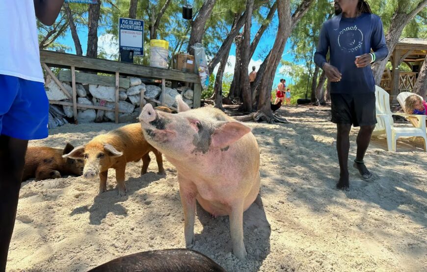 Eleuthera Adventure: Swings, Pigs, and Reefs