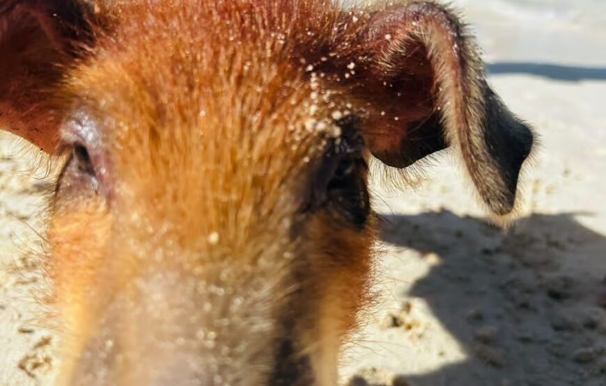 Nassau: 3 Islands Tour, Snorkel, Pig Beach, Turtles & Lunch