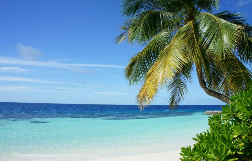 Miami/Fort Lauderdale: Bimini or Freeport Ferry Day Tour