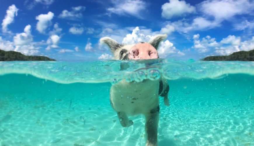 Swimming with Pigs in Exuma: The Ultimate Bahamas Adventure You Can’t Miss
