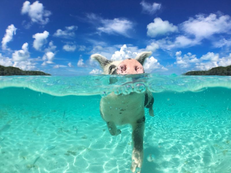 Swimming with Pigs in Exuma: The Ultimate Bahamas Adventure You Can’t Miss